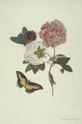 M.S. Merian, Ibisco e coda di rondine